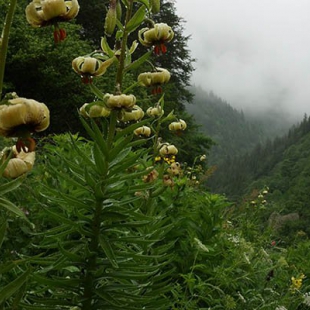 Lilium ciliatum  @North-east Turkey